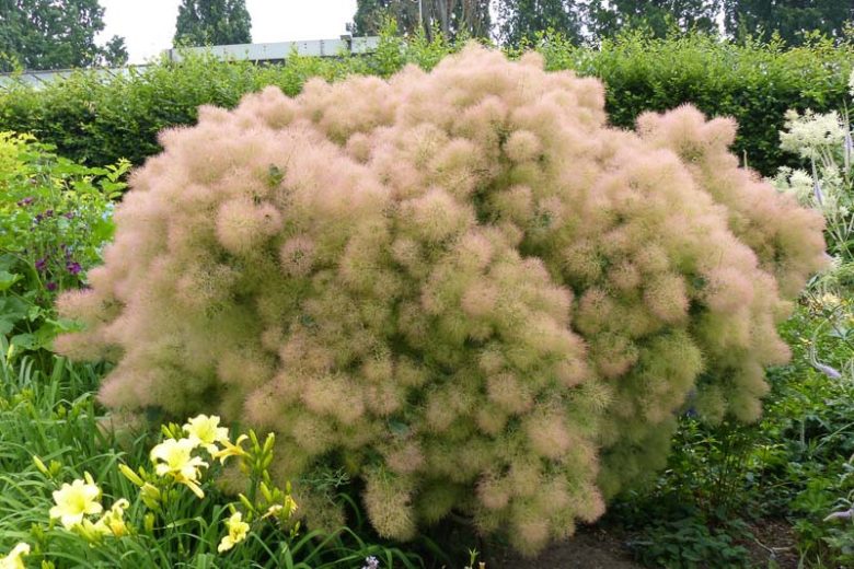 Cotinus coggygria 'Young Lady', Smokebush 'Young Lady', Smoketree 'Young Lady', Eurasian Smokebush 'Young Lady', Smoke Bush 'Young Lady', Smoke Tree 'Young Lady', Cotinus 'Young Lady'