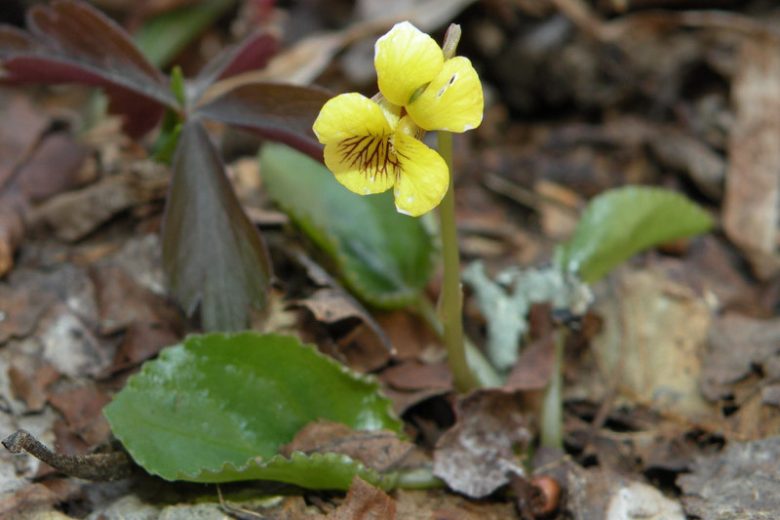 Viola rotundifolia, Eastern Round-Leaved Violet, Roundleaf Yellow Violet, Round-leaved Yellow Violet, Early Yellow Violet, Roundleaf Violet, Shade plants, shade perennial, violet flowers, plants for shade