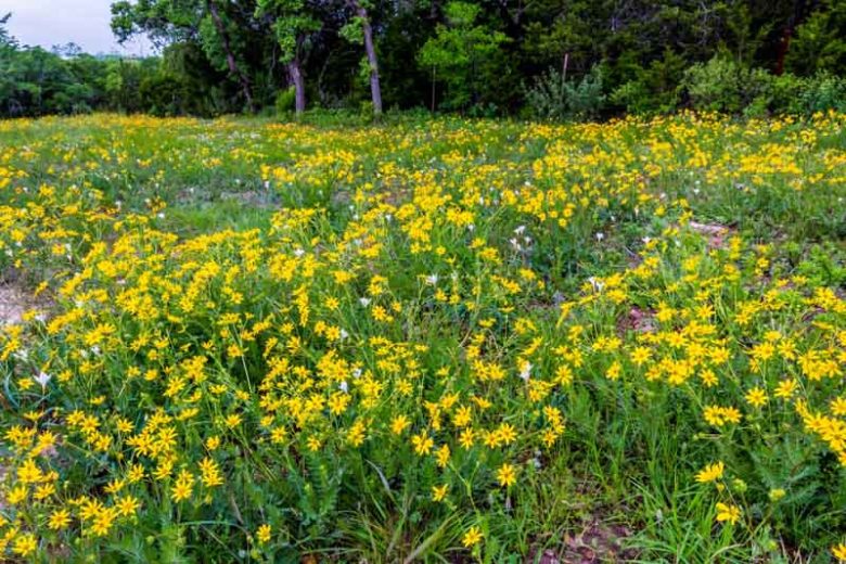 Engelmannia peristenia, Engelmann's Daisy, Engelmann Daisy, Cutleaf Daisy, Engelmannia pinnatifida Yellow Daisy, Drought Tolerant Flowers, Yellow Flowers