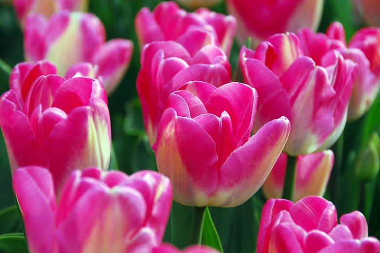 Tulipa 'Dreamland', Single Late Tulip 'Dreamland', Single Late Tulips, Spring Bulbs, Spring Flowers, Tulipe Dreamland, Pink Tulip, Single Late Tulip, Spring Bloom