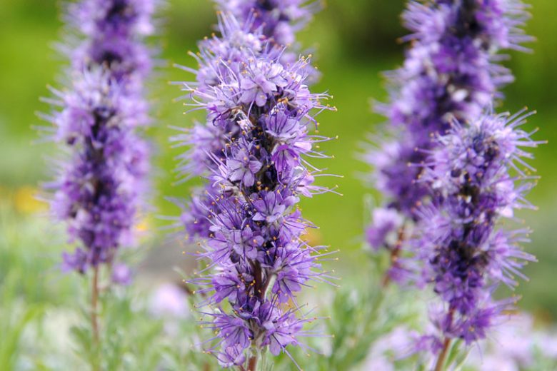 Phacelia sericea, Silky Phacelia, Purple Fringe, Purple Flowers, Purple annuals