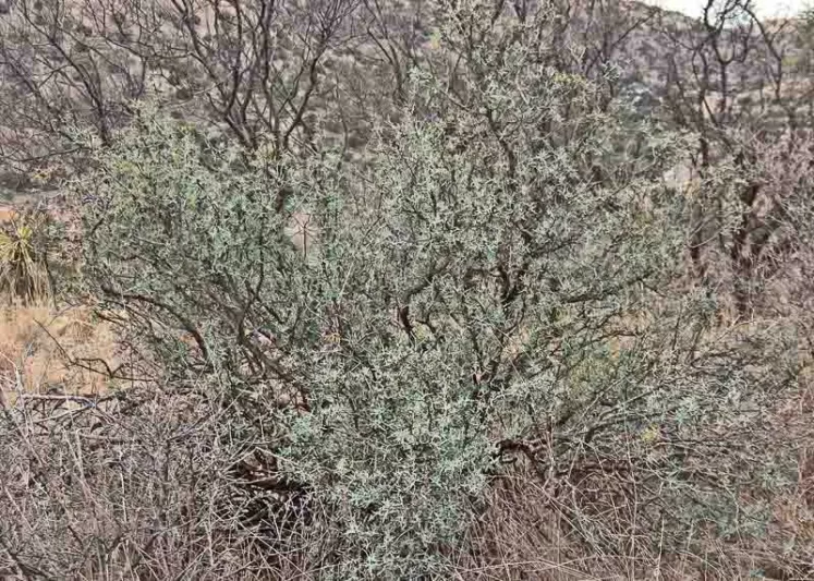 Mahonia trifoliolata, Agarita, Agarito, Algerita, Laredo Mahonia, Laredo Oregon-grape, Trifoliate Barberry, Wild Currant, Berberis trifoliolata,, Yellow Flowers, evergreen shrub