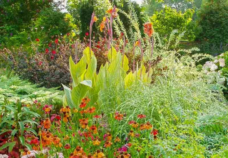 Canna 'Wyoming', Indian Shot 'Wyoming', Cana Lily Wyoming, Canna Lily bulbs, Canna lilies, Orange Canna Lilies