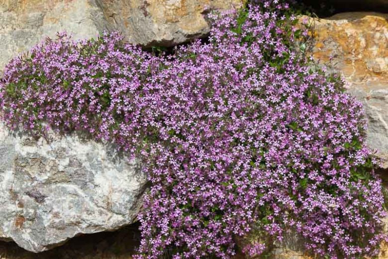 Saponaria ocymoides', Rock Soapwort, Basil Soap-Wort, Tumbling Ted, Silene ocymoides, Pink Flowers