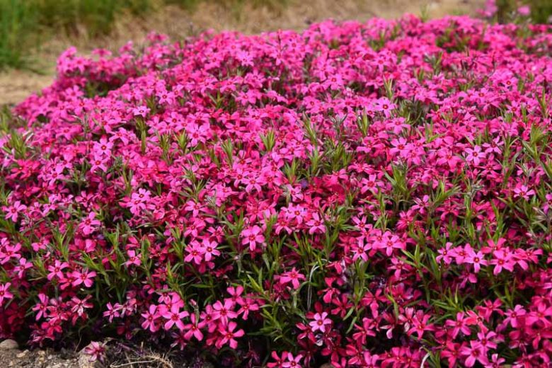 Phlox Subulata 'Red Wings', Phlox 'Red Wings', Alpine Phlox 'Red Wings', Moss Phlox 'Red Wings', Creeping phlox 'Red Wings', Red Phlox, Red flowers