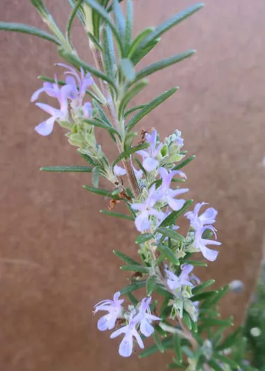 Rosmarinus Officinalis 'Barbecue',  Barbecue Rosemary, Rosemary 'Barbecue', Rosmarinus 'Barbeque', Salvia rosmarinus 'Barbecue', fragrant shrub, fragrant herb, Mediterranean Plant, Perennial Shrub