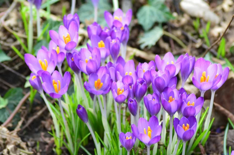 Crocus Tommasinianus 'Barr's Purple', Crocus 'Barr's Purple', Early Crocus, Botanical Crocus, Snow Crocus, Lilac Tommy, Pink Crocus, Spring Bulbs, Spring Flowers, early spring bulb, late winter blooming bulb