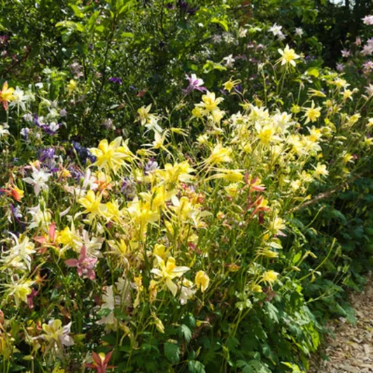 Aquilegia 'McKana', Columbine 'McKana', Columbine 'McKana Hybrid', Granny's Bonnet 'McKana Hybrid', Grannies Bonnet 'McKana Hybrid', Red Aquilegia, Bicolor Aquilegia