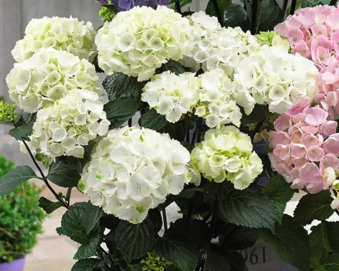 Hydrangea Macrophylla Onyx™ ‘Zebra’, Onyx™ ‘Zebra’ Hydrangea, Bigleaf Hydrangea Onyx™ ‘Zebra’, Mophead Hydrangea Onyx™ ‘Zebra’, White hydrangea, Blue hydrangea,Purple hydrangea