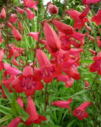 Penstemon 'Firebird', Beardtongue 'Schoenholzeri', Beard Tongue 'Schoenholzeri', Penstemon hartwegii 'Firebird', Penstemon rupicola 'Ruby', Penstemon 'Schoenholzeri', Beardtongue 'Firebird', Beard Tongue 'Firebird', Red Penstemon