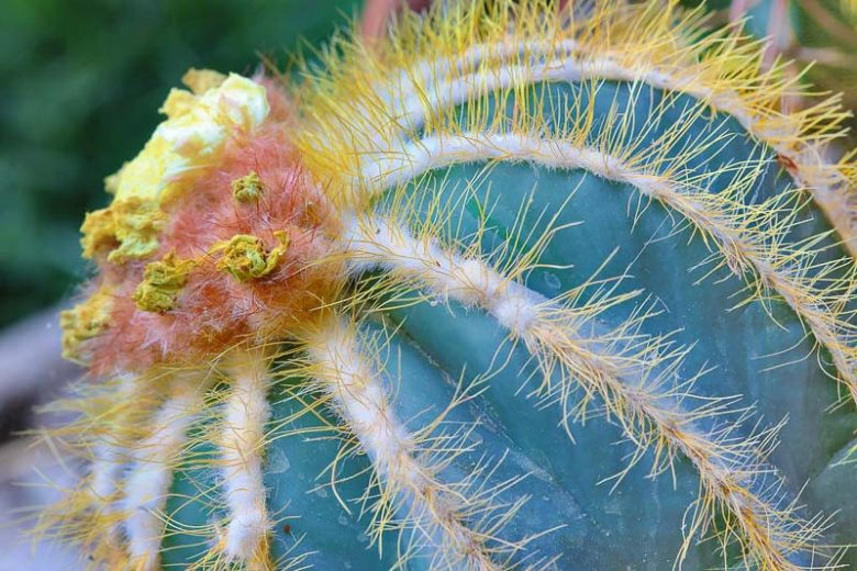Parodia magnifica, Balloon Cactus, Green Ball Cactus, Blue Ball Cactus, Eriocactus magnificus, Notocactus magnificus, Drought Tolerant Plants, Blue Cactus