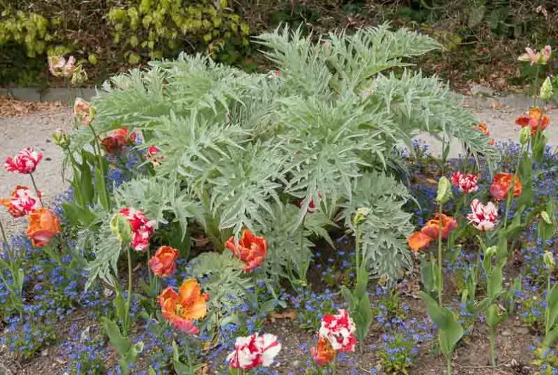 Cynara cardunculus, Globe Artichoke, Cardoon, Prickly Artichoke, Purple flowers, Drought Tolerant plant, AGM plant