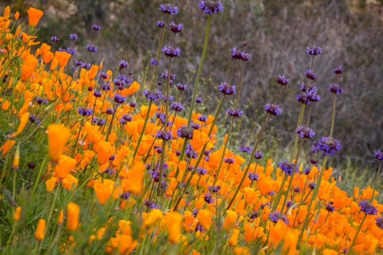 Salvia columbariae, California Sage, Chia Sage, Golden Chia, Desert Chia, Chia