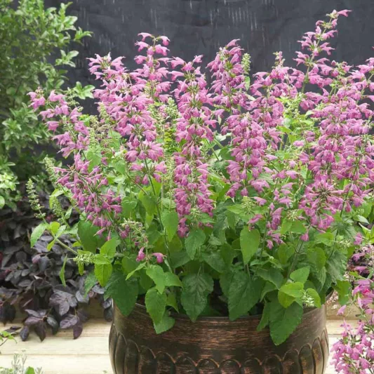 Salvia coccinea 'Summer Jewel Lavender', Scarlet Sage 'Summer Jewel Lavender', Texas sage 'Summer Jewel Lavender', Tropical sage 'Summer Jewel Lavender', Blood sage 'Summer Jewel Lavender', Hummingbird sage 'Summer Jewel Lavender', Summer Jewel Series
