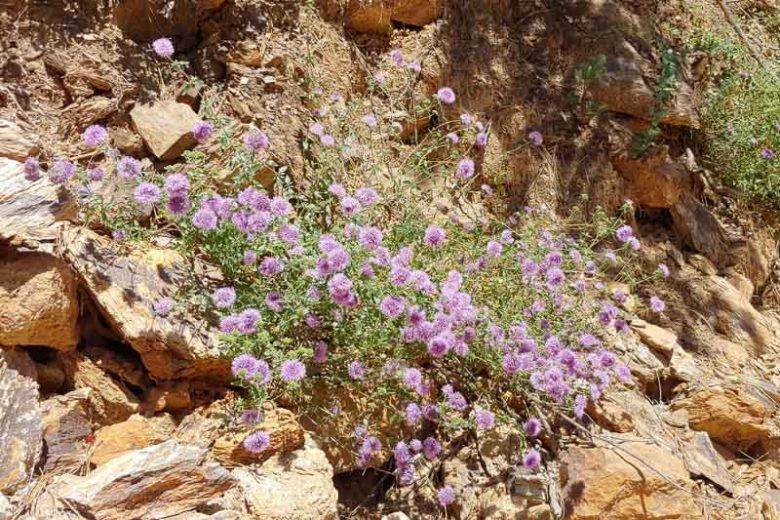 Monardella villosa, Coyote Mint, Purple Flowers, California Native Plants, California Native Flowers