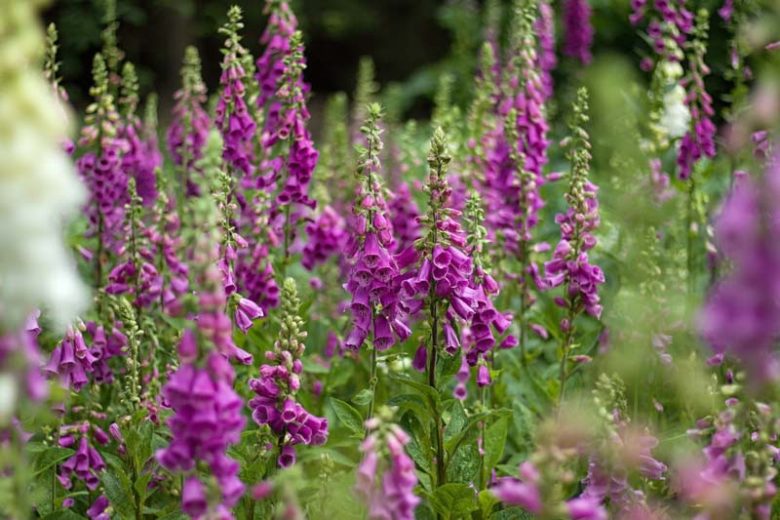 Digitalis Purpurea, Common Foxglove, Foxglove, Purple Foxglove, Lady's Glove, Bloody Bells, Bloody Finger, Dragon's Mouth, Fairy Bells, Fairy Fingers, Fairy Gloves, Fairy Thimbles