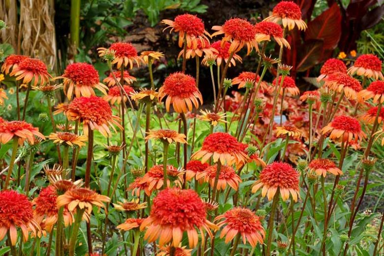 Echinacea 'Secret Lust, Coneflower 'Secret Lust', Orange coneflower, Orange coneflowers, Orange Echinacea, Double coneflower, Double coneflowers, Double Echinacea, Coneflower, Coneflowers