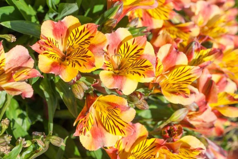 Alstroemeria 'Princess Diana', Peruvian Lily 'Princess Diana', Lily of the Inca 'Princess Diana', Parrot Lily 'Princess Diana', Alstroemeria 'Zapridapal', Princess Series, Yellow Lily, Yellow Peruvian Lily, Yellow Alstroemeria, Lily flower, Lily Flower
