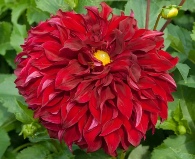 Dahlia Spartacus, Spartacus Dahlia, Decorative Dahlias, Dinner Plate Dahlias, Red Dahlias, Dahlia Tubers, Dahlia Bulbs, Dahlia Flower, Dahlia Flowers, summer bulbs