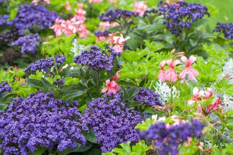 Heliotropium arborescens,Heliotrope, evergreen perennial, Blue flowers, Fragrant perennial, Fragrant Annual