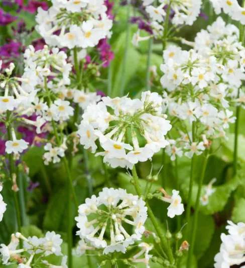 Primula Japonica 'Postford White', Primrose 'Postford White', Japanese Primrose 'Postford White', Candelabra Primrose 'Postford White', Candelabra Primula 'Postford White', Shade plants, shade perennial, White primroses