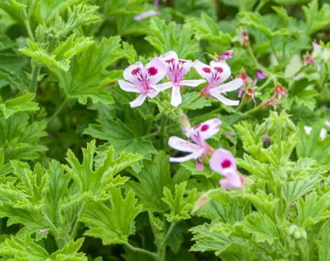 Pelargonium Citronella, Scented Geranium 'Citronella', Citronella Mosquito Plant, Citronella Geranium, evergreen perennial, evergreen shrub, lavender flowers, pink flowers