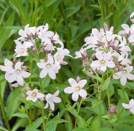 Campanula Lactiflora 'Loddon Anna', Milky Bellflower 'Loddon Anna', Bellflower 'Loddon Anna', Campanula persicifolia 'Loddon Anna', Pink flowers, Purple flowers, Pink Campanula, Pink Bellflower