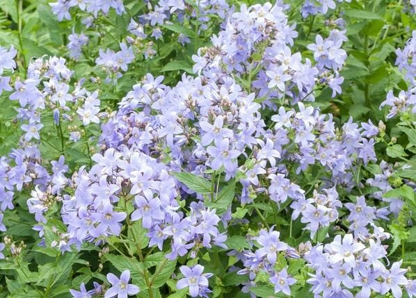 Campanula Lactiflora 'Prichard's Variety', Milky Bellflower 'Prichard's Variety', Bellflower 'Prichard's Variety', Violet flowers, Purple flowers, Campanula Lactiflora 'Prichard's Variety'