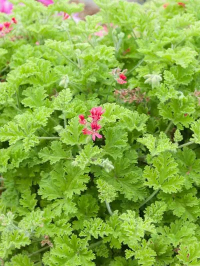 Pelargonium 'Concolor Lace', Scented Geranium 'Concolor Lace', Pelargonium 'Shottesham Pet', evergreen perennial, evergreen shrub, Red flowers, Red flowers