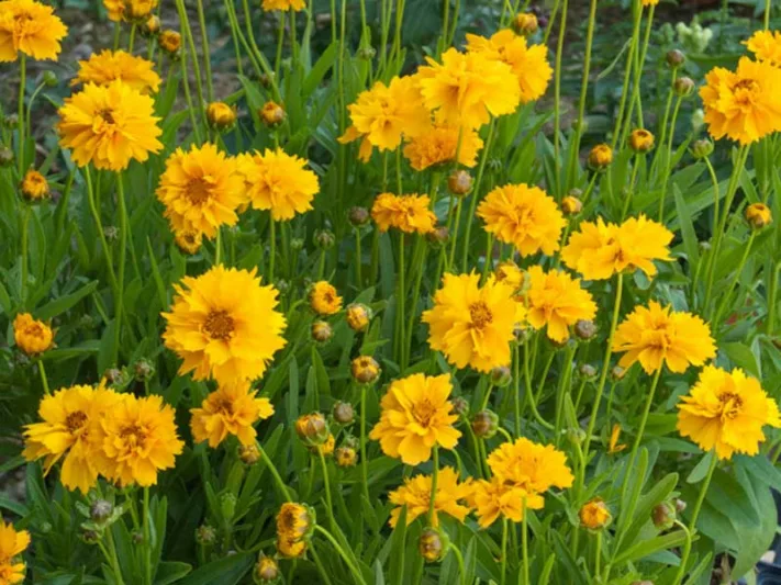Coreopsis Grandiflora 'Early Sunrise', Coreopsis Early Sunrise, Tickseed Early Sunrise, Drought tolerant plants, dry soil plants, heat tolerant plants, humidity tolerant plants, yellow flowers