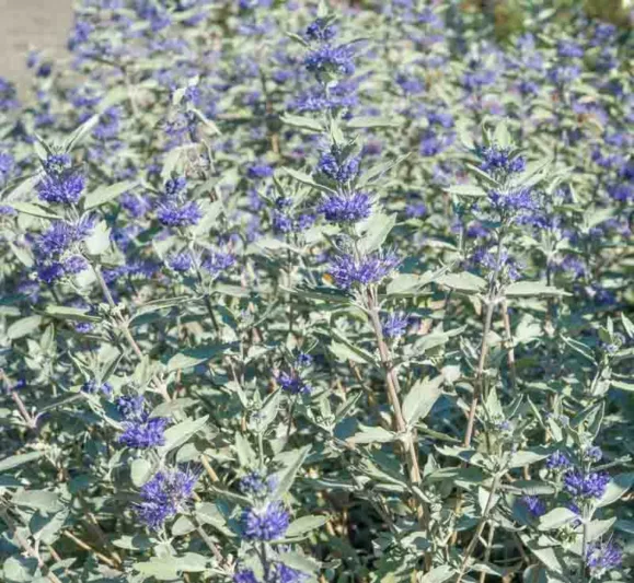 Caryopteris x clandonensis 'Lissilv' Sterling Silver, Bluebeard 'Hint of Gold', Caryopteris x 'Hint of Gold', Hint of Gold Bluebeard, Hint of Gold Blue Mist Spiraea, Caryopteris x clandonensis 'Lisaura', Blue Flowers, Blue Spiraea, Golden Bluebeard, Golden Blue Mist