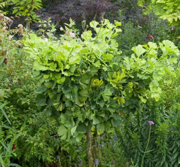 Ginkgo biloba 'Peve Maribo',Maidenhair Tree 'Peve Maribo, Fossil Tree 'Peve Maribo', Icho 'Peve Maribo', Fall color, Yellow Leaves, Dwarf Ginkgo