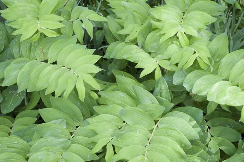 Polygonatum commutatum, Great Solomon's Seal, Giant Solomon's Seal Seal Flower, Polygonatum biflorum, Polygonatum canaliculatum, Polygonatum giganteum, shade perennials, wet soil perennials