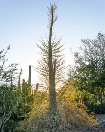 Fouquieria columnaris, Boojum Tree, Cirio,  Desert Shrub, Mediterranean shrubs, Evergreen Shrubs, Red flowers,  drought tolerant flowers