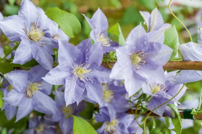 Clematis 'Cezanne', Early Large-Flowered Clematis 'Cezanne', group 2 clematis, Fragrant clematis, blue clematis, Clematis Vine, Clematis Plant, Flower Vines, Clematis Flower, Clematis Pruning