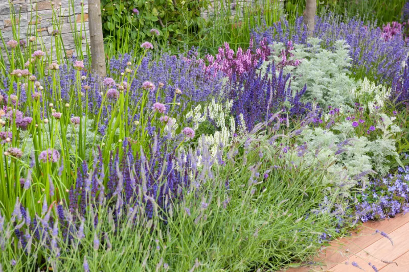 Campanula poscharskyana, Serbian Bellflower, Trailing Bellflower, Violet flowers, Purple flowers, Lavender flowers, groundcover