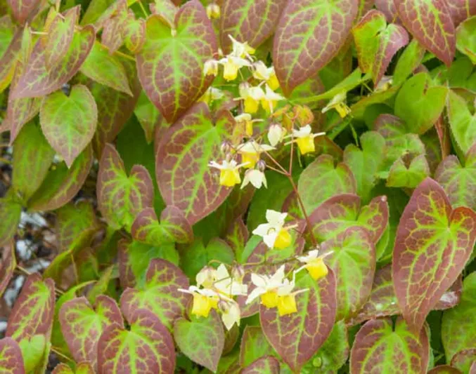 Epimedium × versicolor 'Sulphureum', Barrenwort 'Sulphureum', Epimedium macranthum 'Sulphureum', Epimedium sulphureum, Epimedium × youngianum 'Sulphureum', Shade Plants, Shade Perennials, Yellow Flowers, Groundcovers, Ground Cover