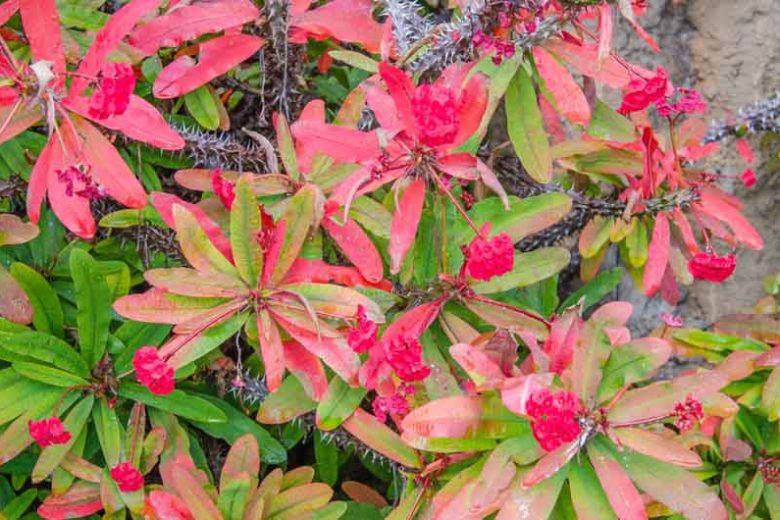 Euphorbia milii,Crown of Thorns, Christ Plant, Christ Thorn, Red flowers, Drought tolerant perennial, Deer resistant perennial, rabbit resistant perennial