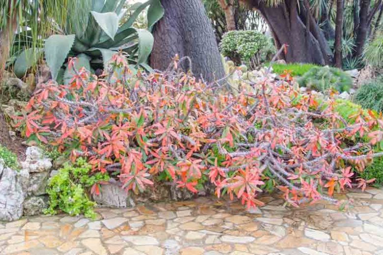 Euphorbia milii,Crown of Thorns, Christ Plant, Christ Thorn, Red flowers, Drought tolerant perennial, Deer resistant perennial, rabbit resistant perennial