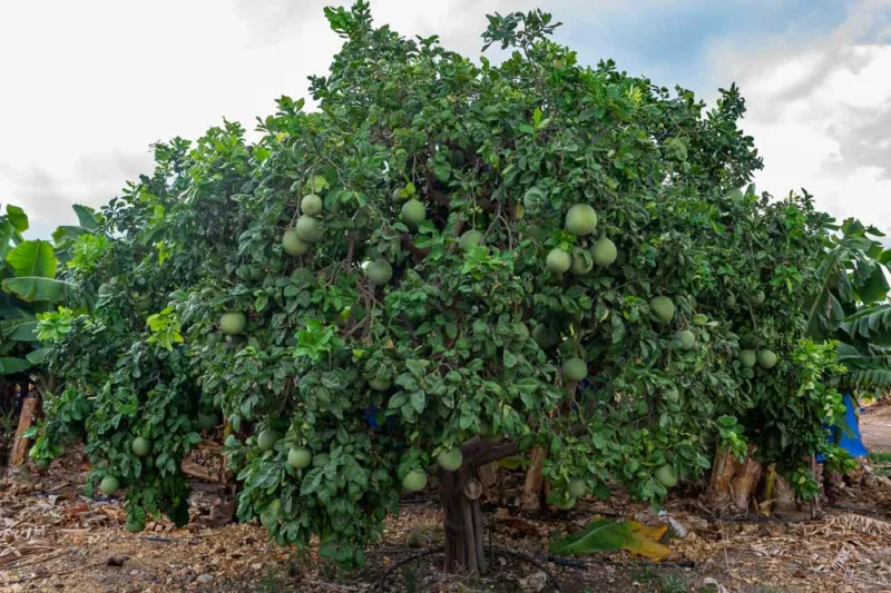 Citrus maxima, Pomelo, Pummelo, Shaddock, Pompelmous, Pamplemousse, itrus decumana, Citrus grandis