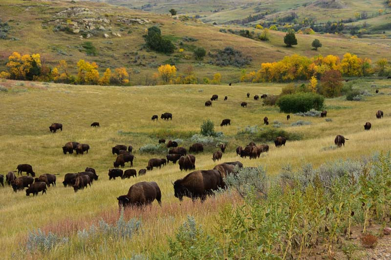 North Dakota Native Plants
