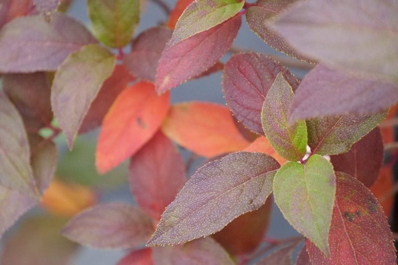 Hydrangea Paniculata Fire Light, Hydrangea Fire Light, Fire Light Hydrangea, Panicle Hydrangea Fire Light, Paniculate HydrangeaFire Light, Pink Flowers, Pink Hydrangea,Hydrangea paniculata 'SMHPFL'
