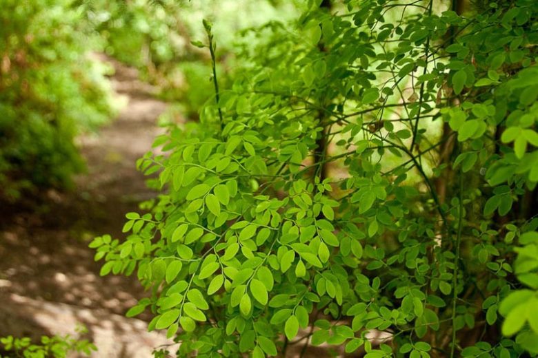 Vaccinium parvifolium, Red Blueberry, Red Huckleberry, Blueberries, Fruiting Shrubs, Red Berries