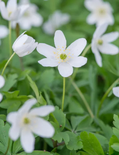 Anemone Nemorosa, Wood Anemone, Lady's Nightcap, Moonflower, Nightcaps, Old Woman's Nest, Wind-Flower, Wood Crowfoot, Wood Windflower