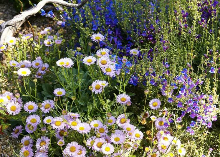 Erigeron glaucus Wayne Roderick, Seaside Daisy 'Wayne Roderick', Beach Fleabane Daisy 'Wayne Roderick', Erigeron 'Wayne Roderick', Erigeron 'WR', Pink flowers, Pink Groundcovers, Mediterranean Plants