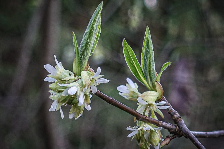 Oemleria cerasiformis, Indian Plum, Oso Berry, Oregon Plum, Osmaronia cerasiformis, Nuttallia cerasiformis,  White Flowers, Red Berries, California Native Plants,  California Native Shrubs