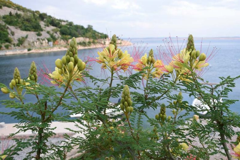 Caesalpinia gilliesii, Poinciana, Bird of Paradise Bush, Desert Bird of Paradise, Yellow Bird of Paradise, Poinciana gilliesii, Bird of Paradise Shrub, Yellow Bird of Paradise Shrub, Desert Bird of Paradise Shrub