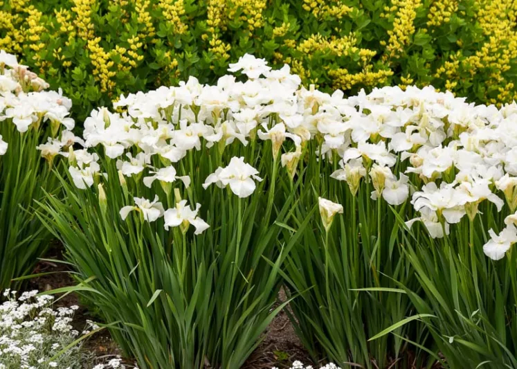 Siberian Iris Swans in Flight, Iris Sibirica Swans in Flight, Siberian flag Swans in Flight, White Flowers, White Iris, White Siberian iris