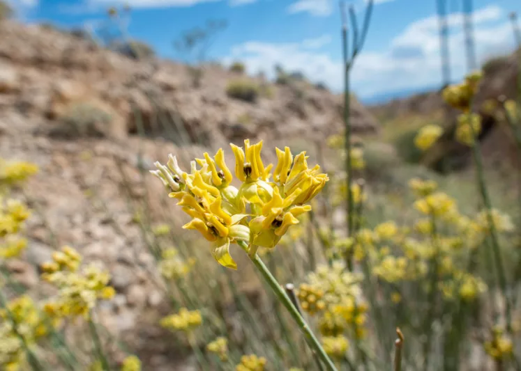 Asclepias subulata, Rush Milkweed, Desert Milkweed, Ajamete, White Asclepias, Desert Asclepias