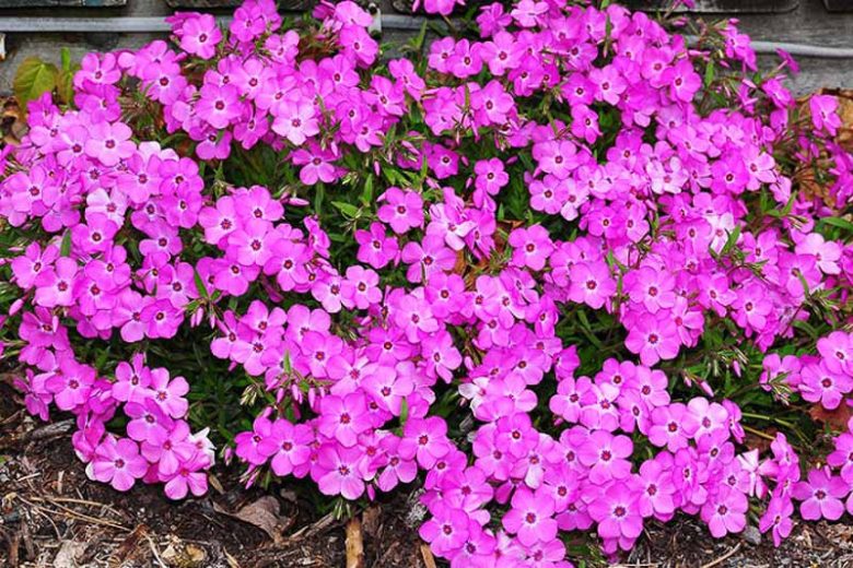 Phlox x procumbens 'Pink Profusion', Phlox Pink Profusion, Creeping phlox Pink Profusion, Spring Phlox Pink Profusion, Pink Phlox, Pink Groundcover,